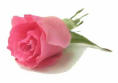 Rose - Taurus